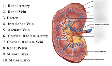 Cortical Radiate Artery