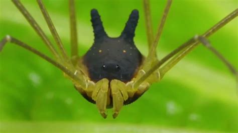 Meet the Bunny Harvestman spider It's totally real : r/pics