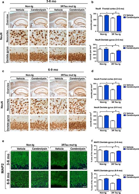 Analysis Of NeuN Cell Counts In 3R Tau Transgenic Mice Treated With