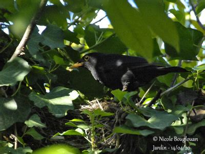 Common Blackbird (Turdus merula): nesting period in the garden Photo ...