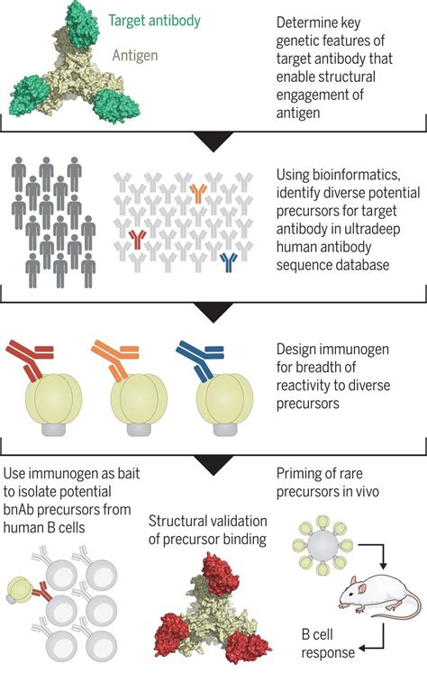 A Generalized Hiv Vaccine Design Strategy For Priming Of Broadly