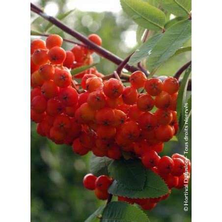 Sorbus Aucuparia Wettra Sorbier Des Oiseleurs Wettra