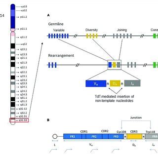 Chromosome Ideogram Showing Genomic Location Of The Igh Gene