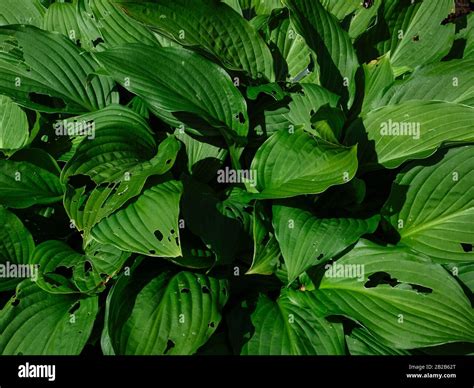 Hosta Plant Damage To Leaves Indicating Slug Or Snail Activity Stock