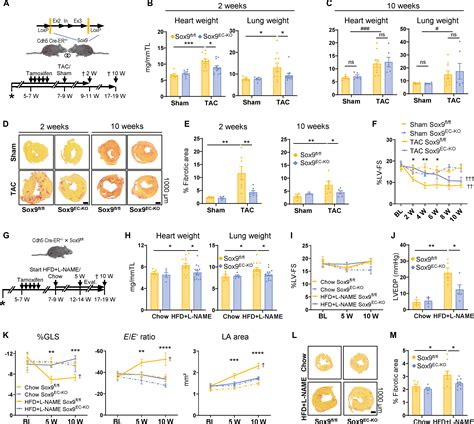 Endothelial Cells Drive Organ Fibrosis In Mice By Inducing Expression