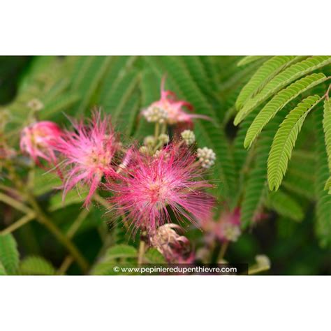 Albizia Julibrissin Ombrella Arbre Soie P Pini Re Du Penthi Vre