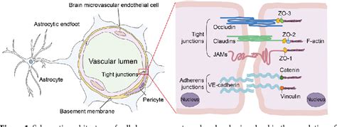 Figure 1 From BloodBrain Barrier Integrity Damage In Bacterial