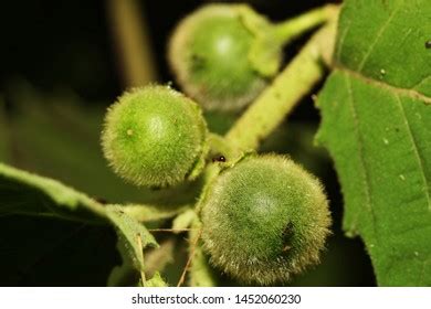 1,353 Wild Solanaceae Fruits Images, Stock Photos & Vectors | Shutterstock