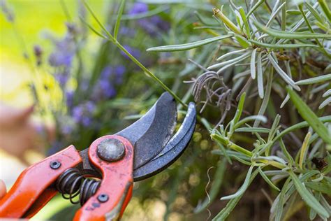 Lavendel Schneiden Wann Und Wie Der Profi Gartner