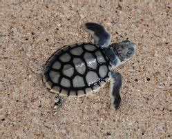 Flatback Turtles - Kakadu National Park