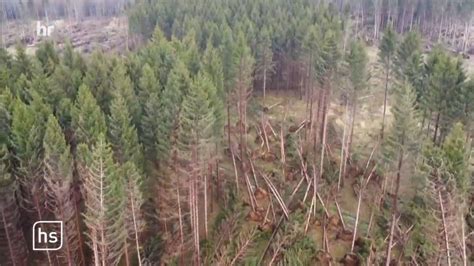 Waldzustandsbericht 2023 Den Wäldern in Hessen geht es schlecht