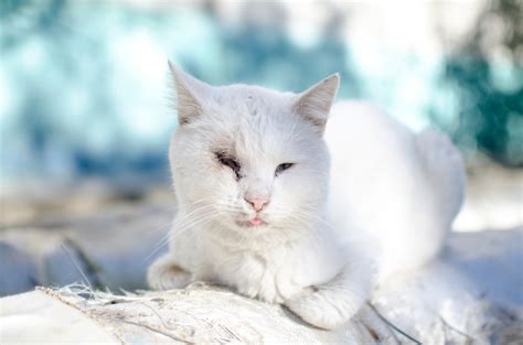 Decoding Your Cat's Health: 9 Home Remedies For Cat Scabs