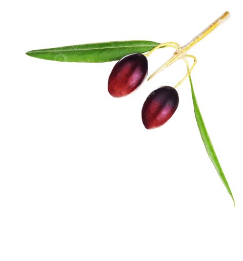 Olive Branch Border Black Olives Organic Seasonal Black Olive Png