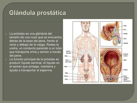 Prostata Actualizacion 2012