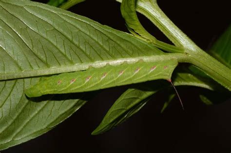 Eumorpha Fasciatus Sphingidae Of The United States Of America