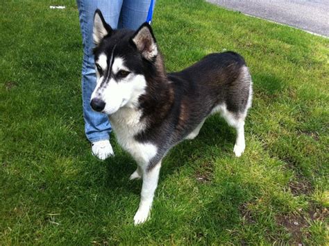 Stunning Siberian Husky Available for Adoption | Northville, MI Patch