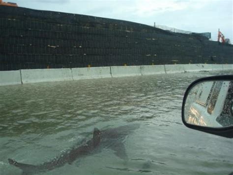 Houston Highway Shark 2017 Hurricane Harvey Know Your Meme