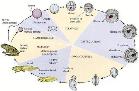 drosophila life cycle diagram - Mireille Hsu