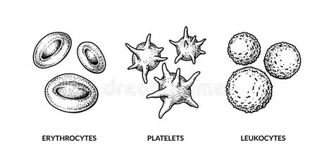 Blood Cells Black Background