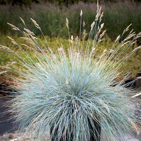 Garden Elements 2 Gallon Elijah Blue Fescue Grass Festuca The Home Depot Canada