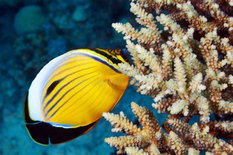 Blacktail Butterflyfish Stock Image Image Of Exotic 41360569