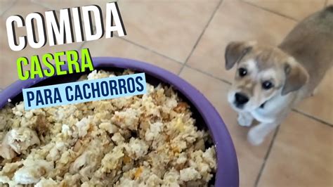 Comida Casera Para Cachorros Desde Meses Youtube