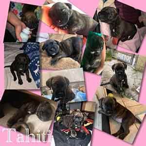 We still have 4 Mastiff/Pitbull mix puppies left for adoption! - Wags ...