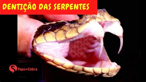 Picadas de cobra Tipos de dentição Papo de Cobra YouTube