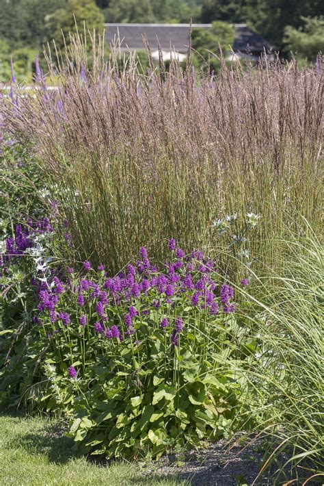 Trzcinnik Ostrokwiatowy Karl Foerster Calamagrostis x Acutiflora RosaĆwik