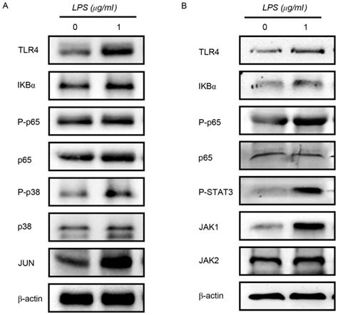 Lps‑induced Proinflammatory Cytokine Expression In Human Airway