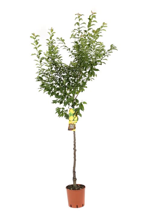 Prunus Domestica Goccia D Oro V24 Frutcert Susino