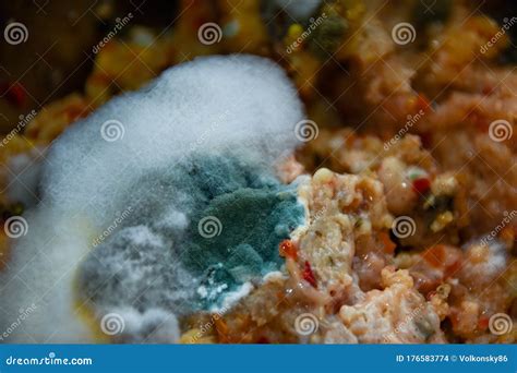 Disgusting Mold Of White And Green Covers Rotten Food Stock Photo