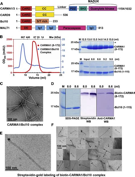 Structural Architecture Of The Carma Bcl Malt Signalosome