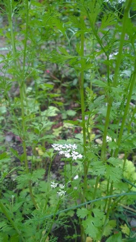 Coriandrum Sativum Koriander