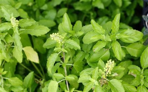 तुलसी के पत्तों से होने वाले 10 फायदे 10 Benifits Of Tulsi Leaves