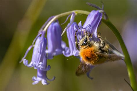 Do Bees Like Bluebells? - Bee Life