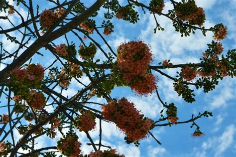 Pink Kapok Tree Ceiba Pentandra University Of Pretoria