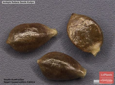 Изолепис плавающий (Isolepis fluitans) — описание, выращивание, фото ...