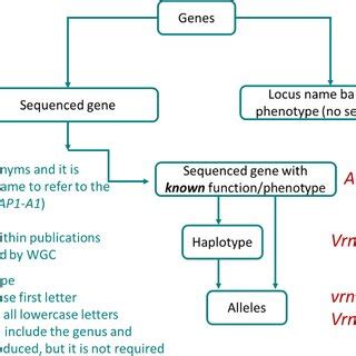 Example Of A Gene With Known Phenotype Vrn A And Later Cloned