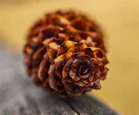 Close-up Shot of an Pine Cone Stock Image - Image of flora ...