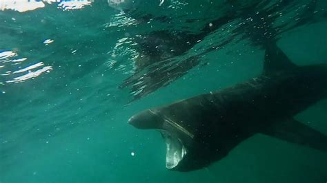 Basking Shark Spotted On Cornish Coast Mirror Online