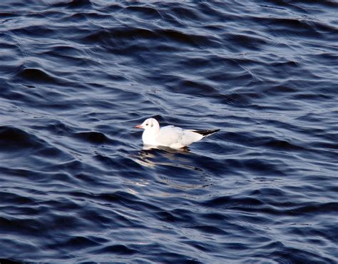 Free Images Sea Ocean Bird Wing White Wave Seabird River