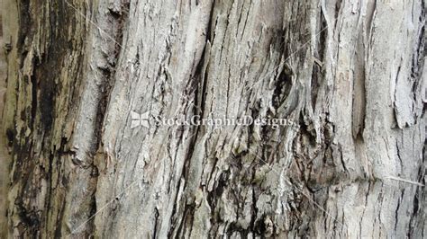 Tree Bark Texture Drawing At Getdrawings Free Download