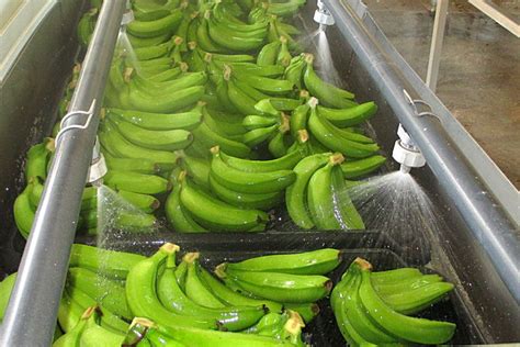 La banane martiniquaise et ses ouvriers sont à nouveau exposés aux