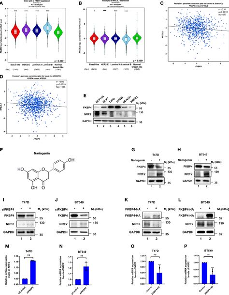 Figure From Naringenin Regulates Fkbp Nr C Nrf Axis In Autophagy