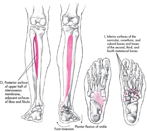 Tibialis Posterior Origin And Insertion Tibialis Posterior Flexor