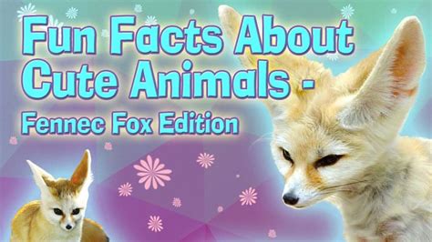 Fun Facts About Cute Animals Fennec Fox Explore Awesome