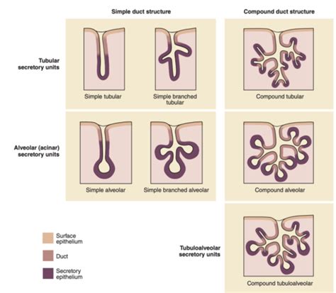 Lab 1 Histology Flashcards Quizlet