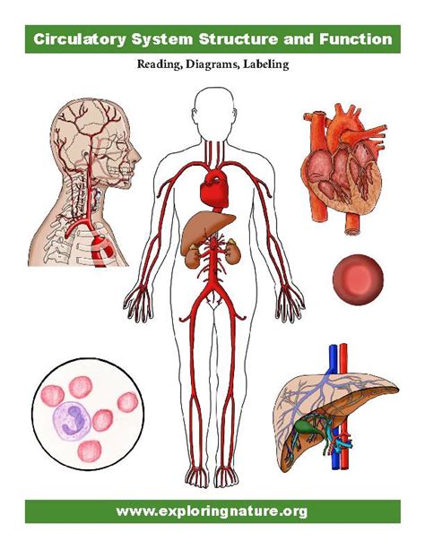 Circulatory System Diagram Labeled With Function