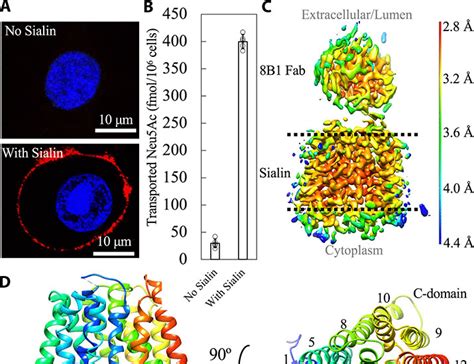 The Molecular Mechanism Of Sialic Acid Transport Mediated By Sialin